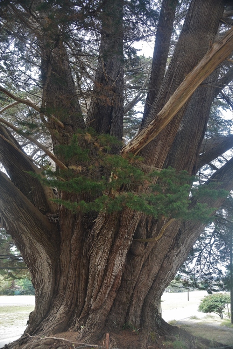 large Monterey Cypress, the trunk
